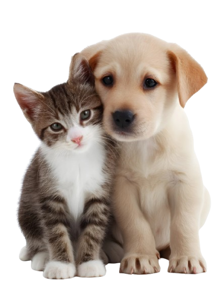 Soin animaux roanne